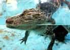 動物図鑑・ヨウスコウワニの写真 3